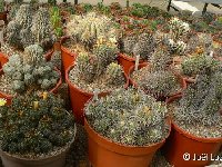 Copiapoa mix from collection JL & FA